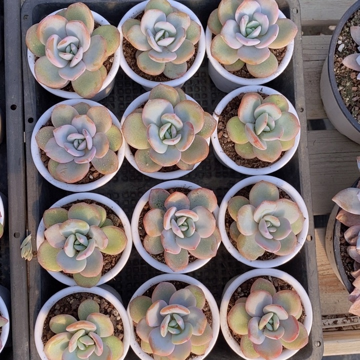 韩版奶茶10颗一组111111