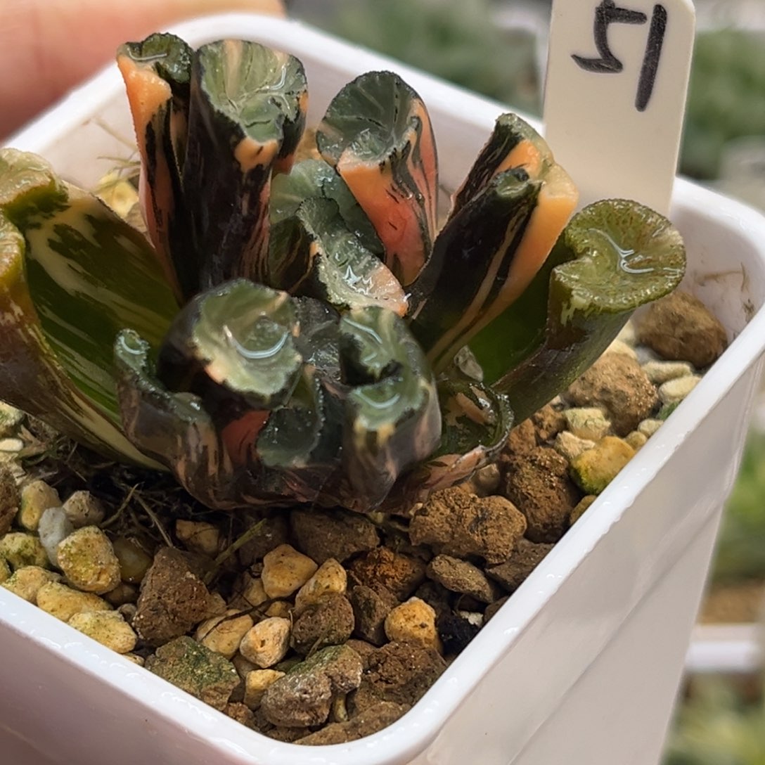 51双头白妙万象锦福利专场