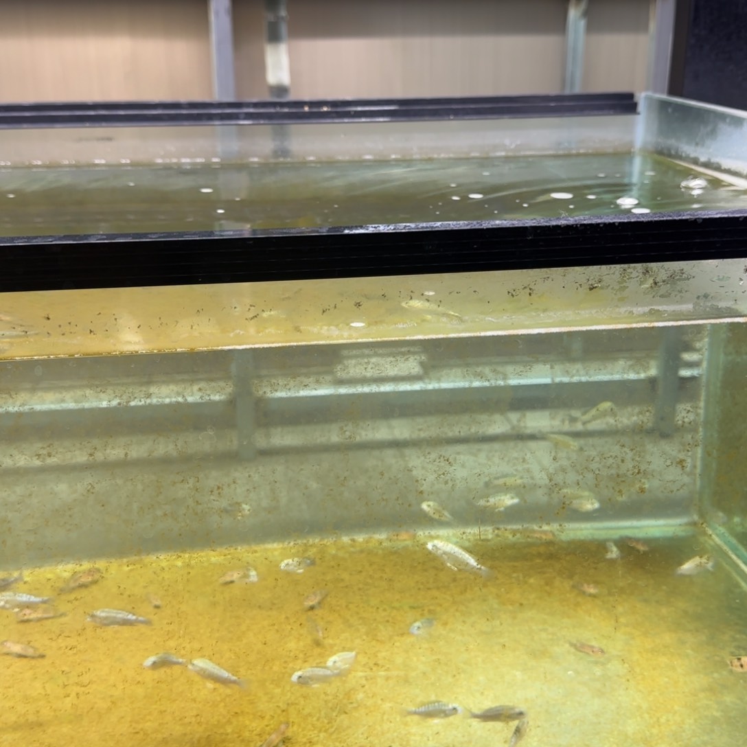 慈鲷绿龙王5-6^_^