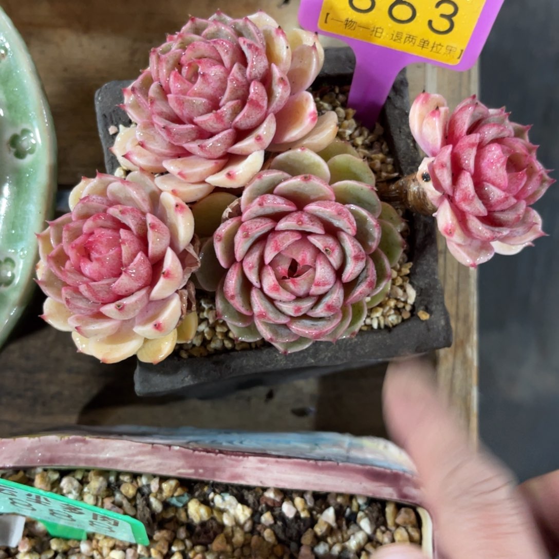 云尘多肉一物一拍863不含盆