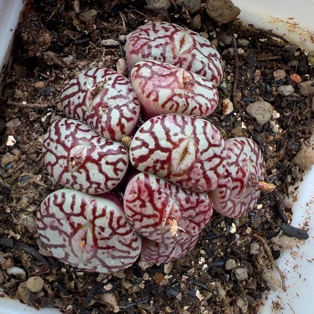 2.16好看的多肉871