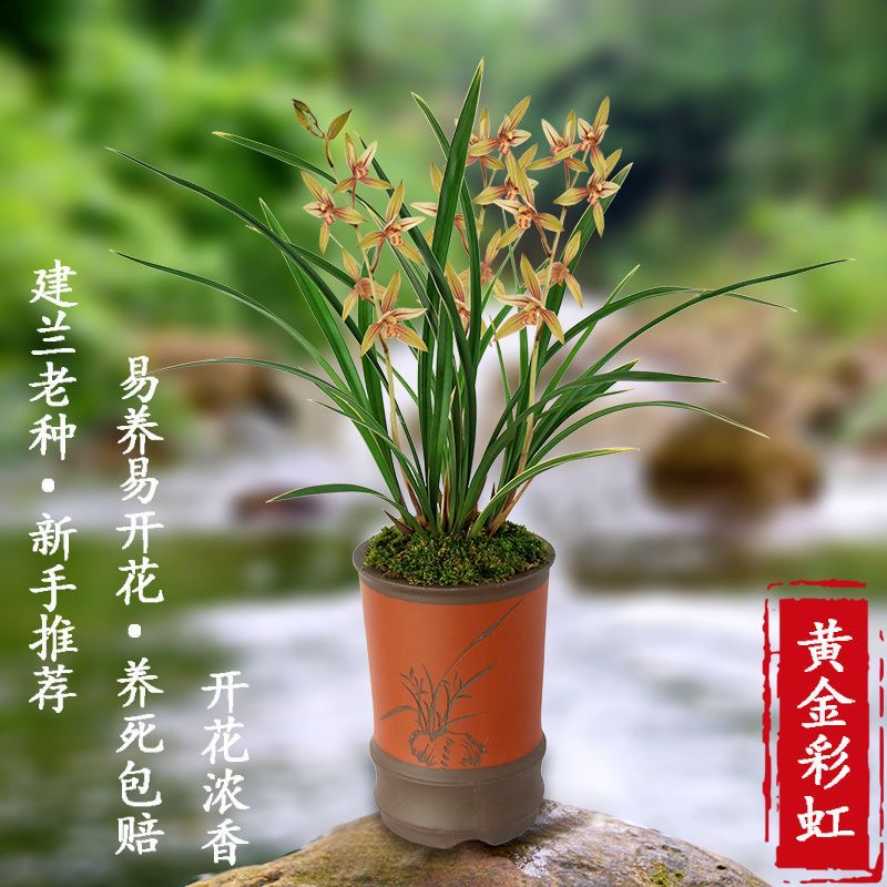 浓香型新款庭院苗建兰四季兰黄金彩虹兰花盆栽花卉观花客厅室内