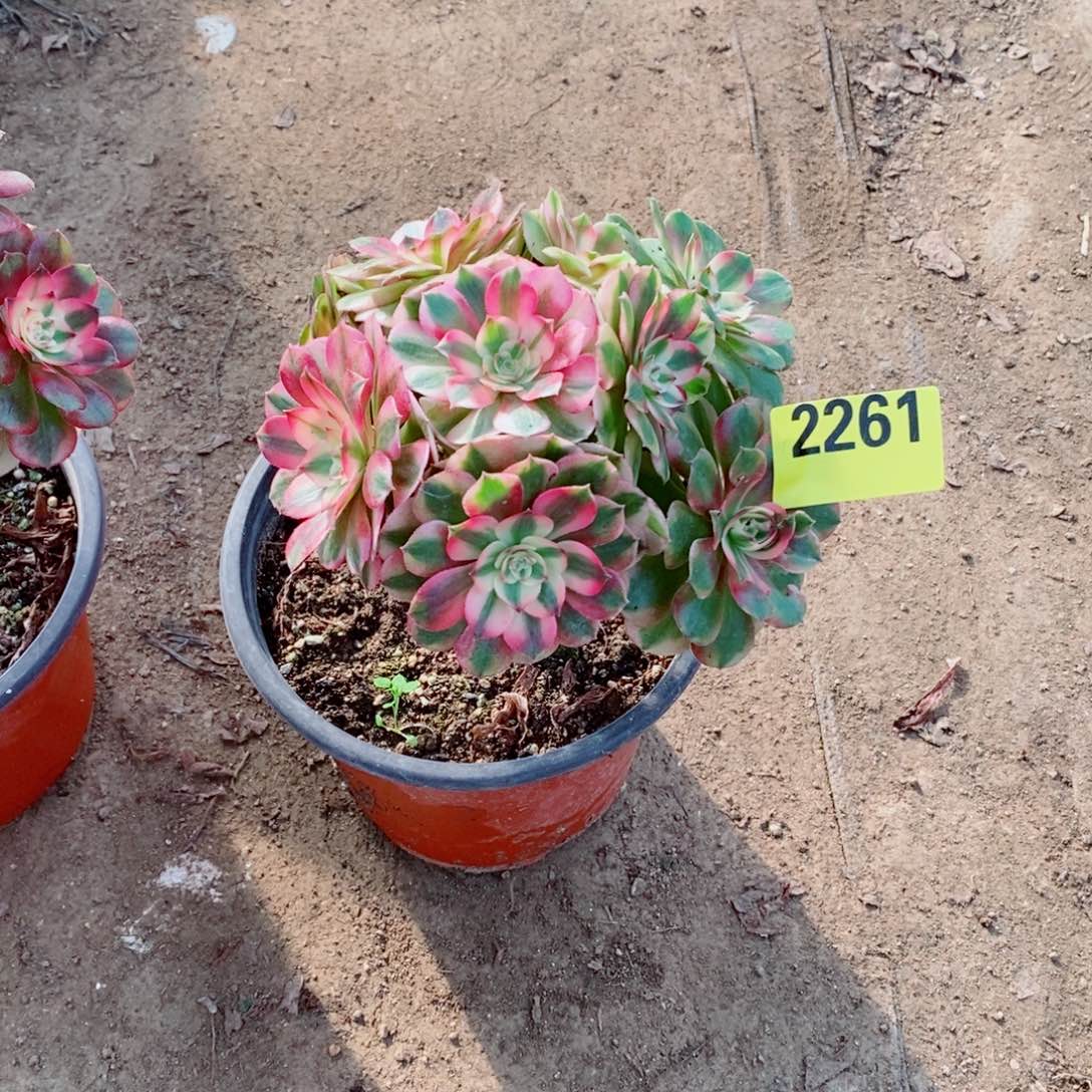 用***3小荔枝多肉法师2261