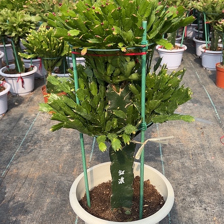 两层双色蟹爪兰尾号1389