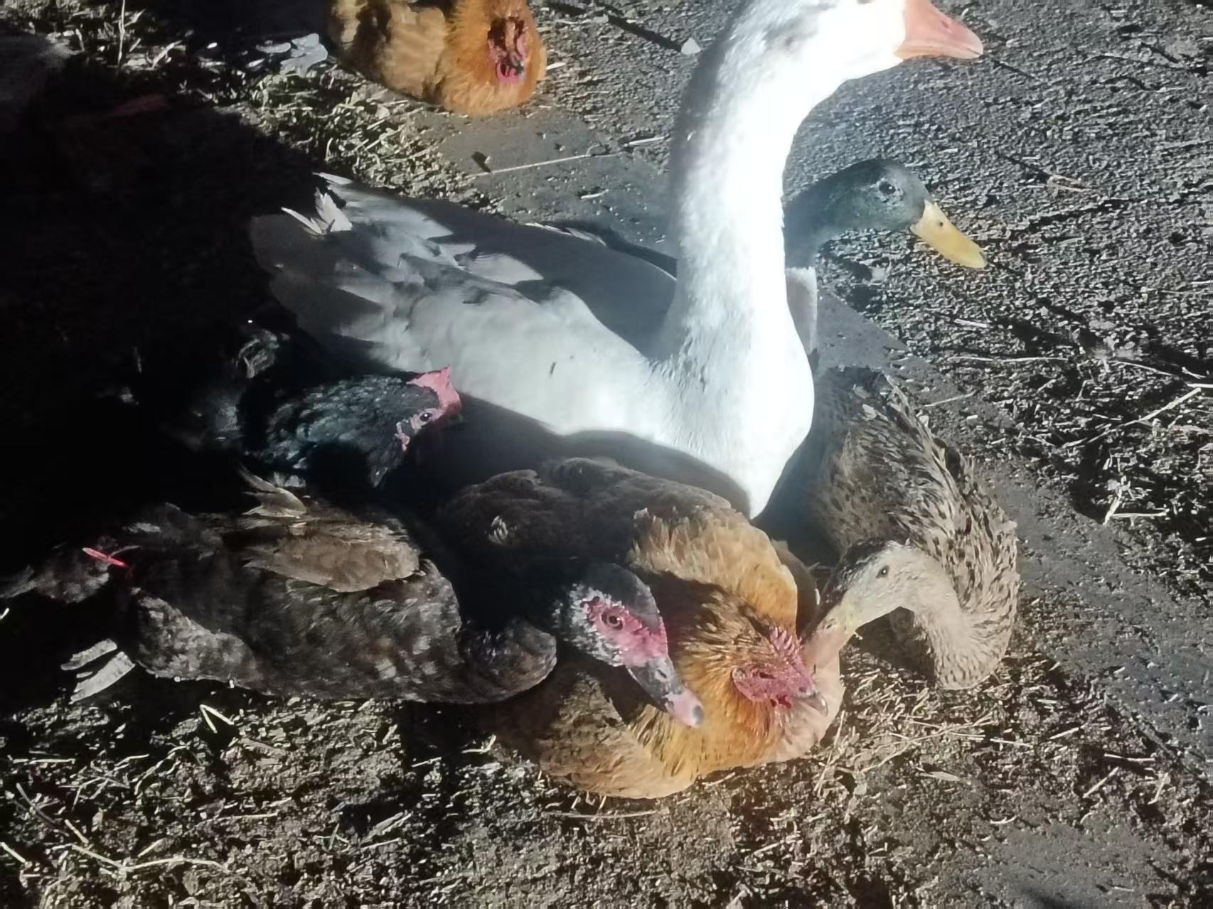 大白鹅母鸡番鸭兔子公鸡麻鸭组合链接现杀包邮