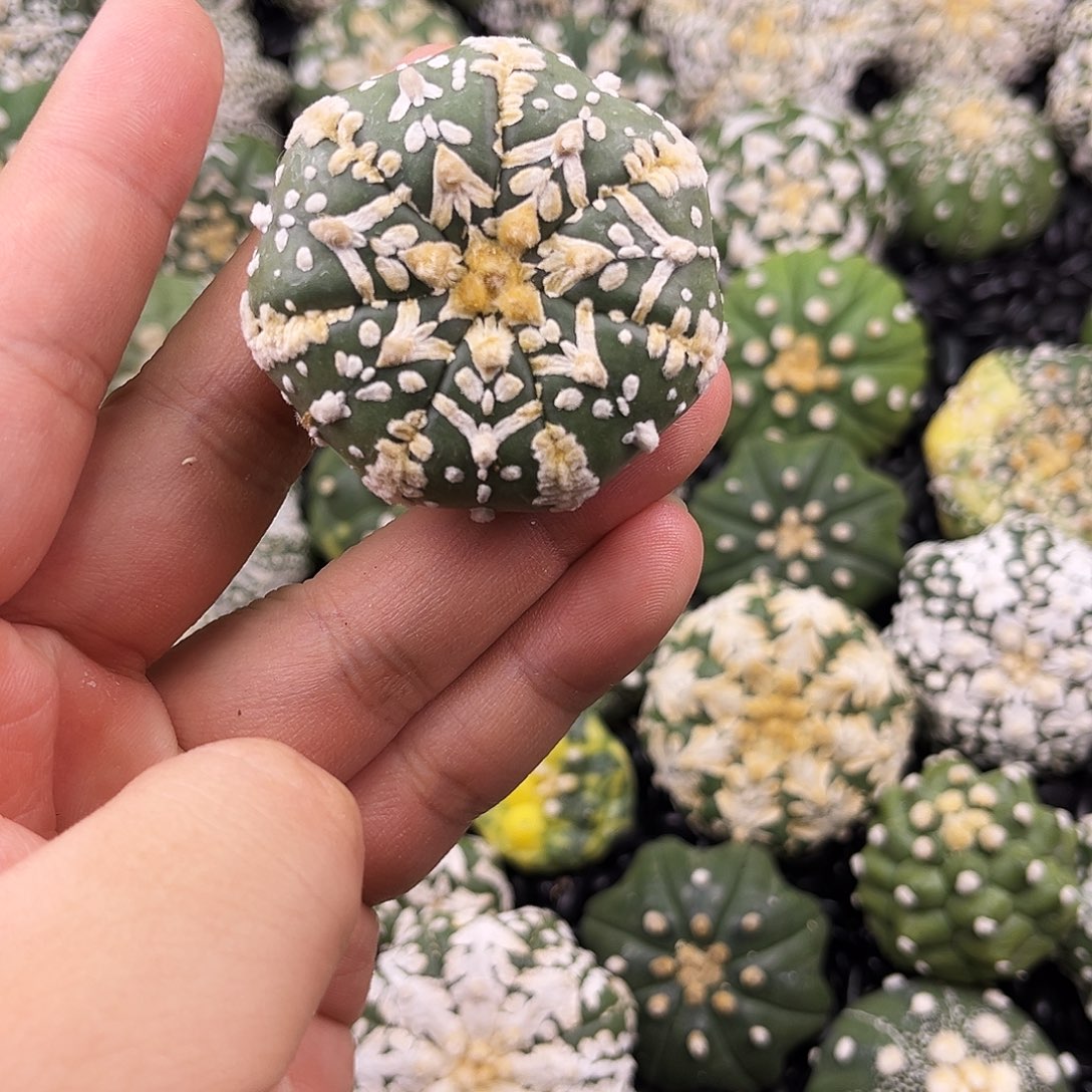 哈哈哈哈哈哈哈ｖ兜兜