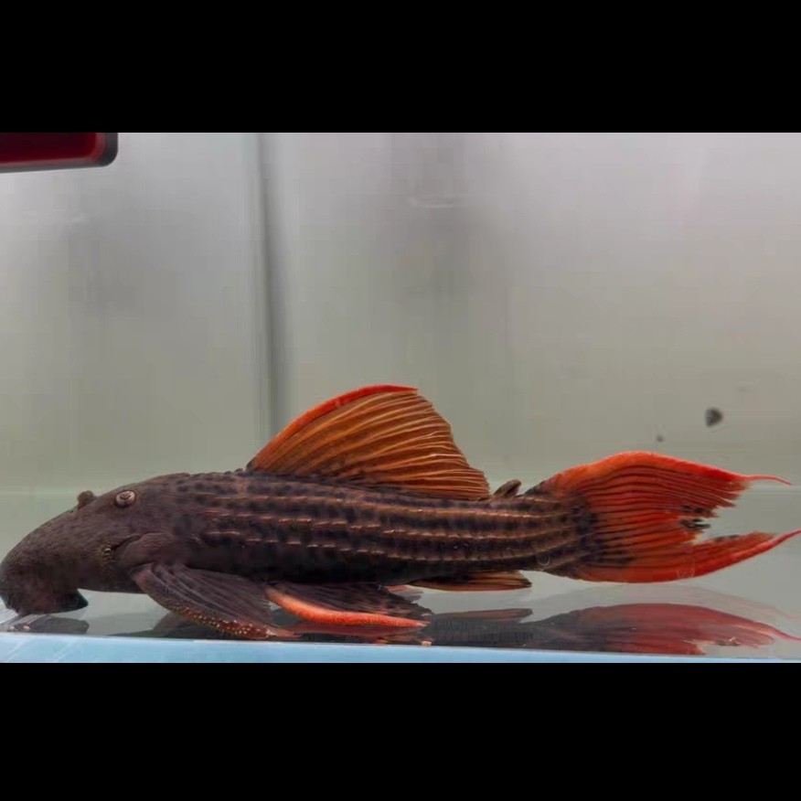 L25精品异形鱼尺寸26~33cm