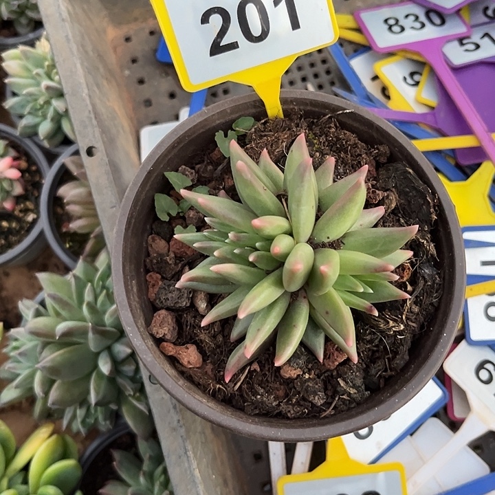 许***城多肉植物布丁缀201