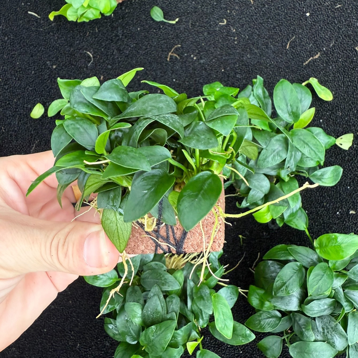 火山石燕尾榕水榕水草鱼缸造景阴性水草小水榕水草