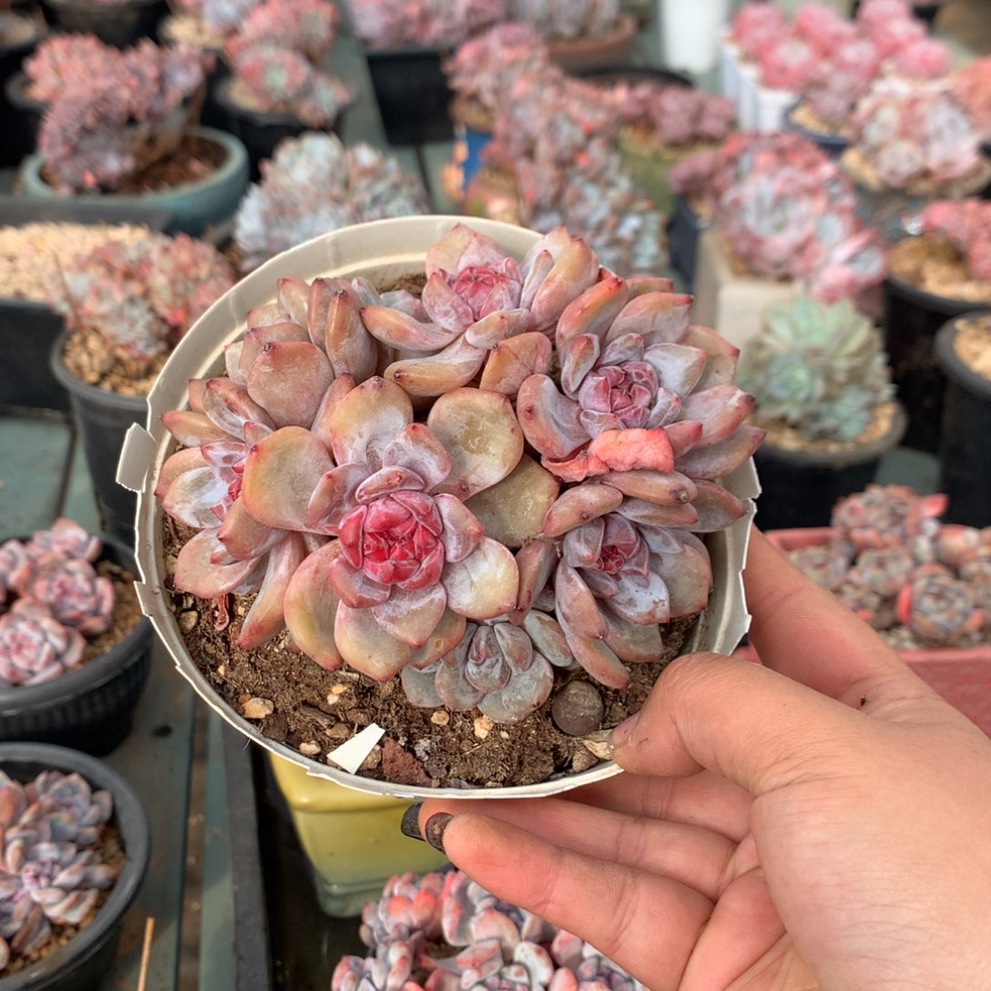 哈哈哈哈哈哈哈11