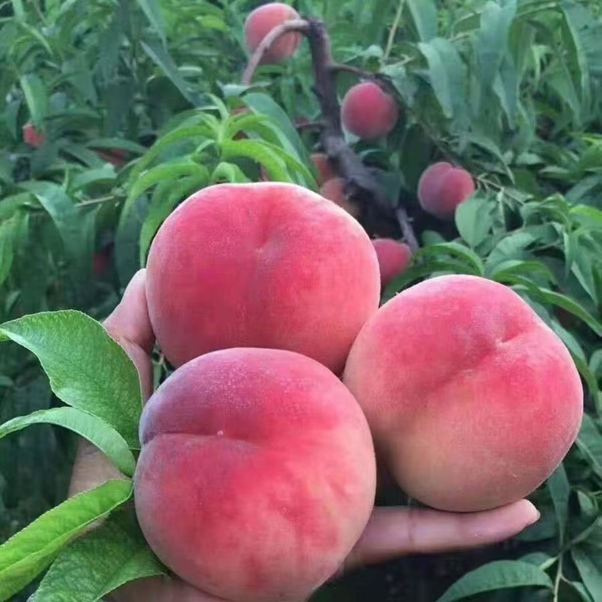 突围优系桃毛桃苗南北方种植六月初成熟早熟桃苗嫁接苗毛桃苗