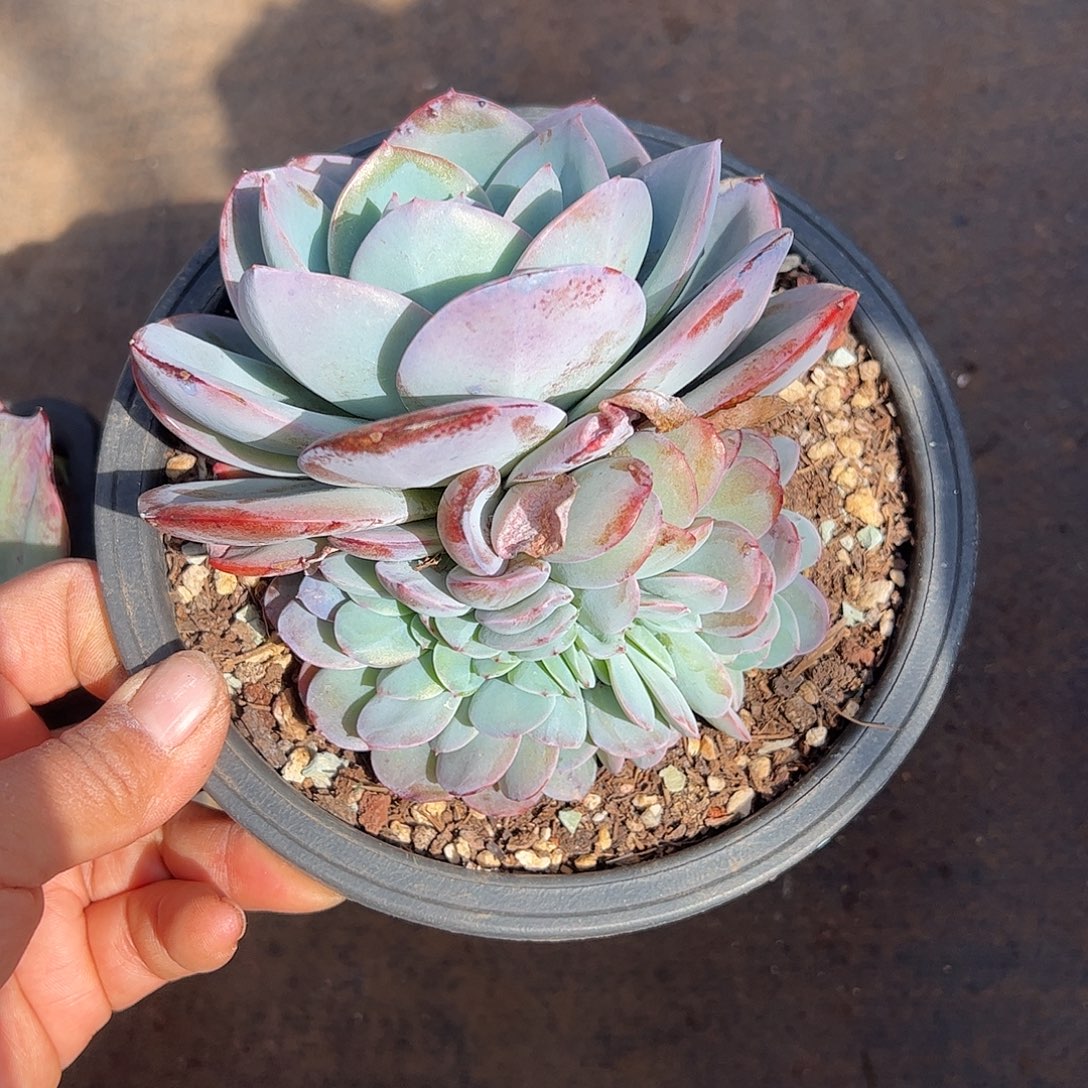 布鲁兰缀，一物一拍