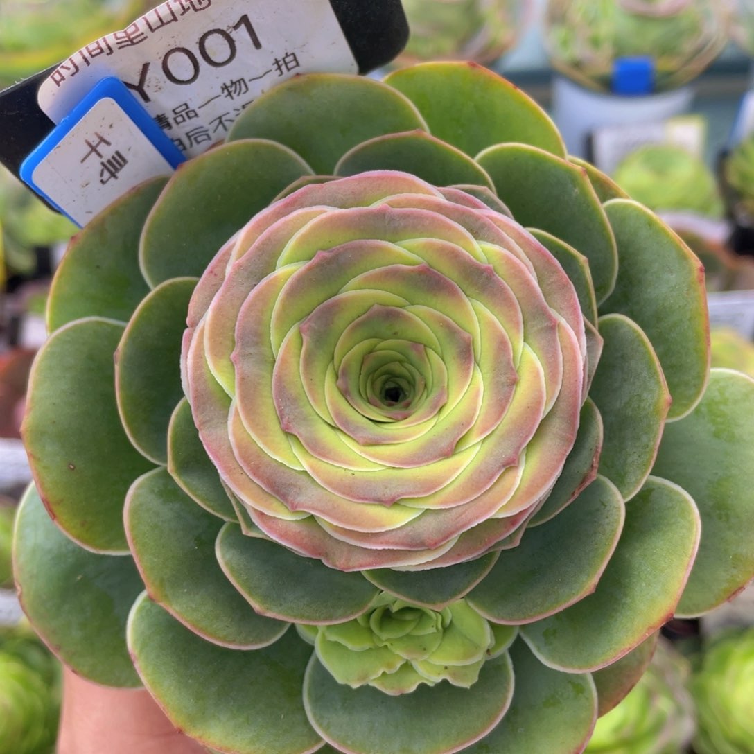 千寻新年福利001一物一拍