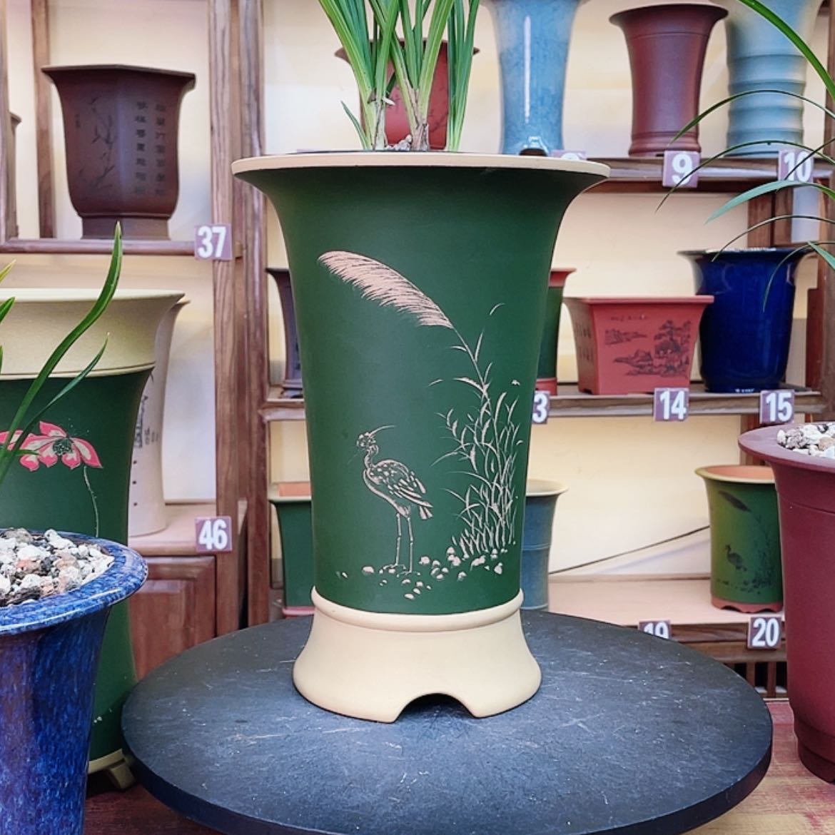 【闪购商品】紫砂花盆致****）兰花55698852598852698