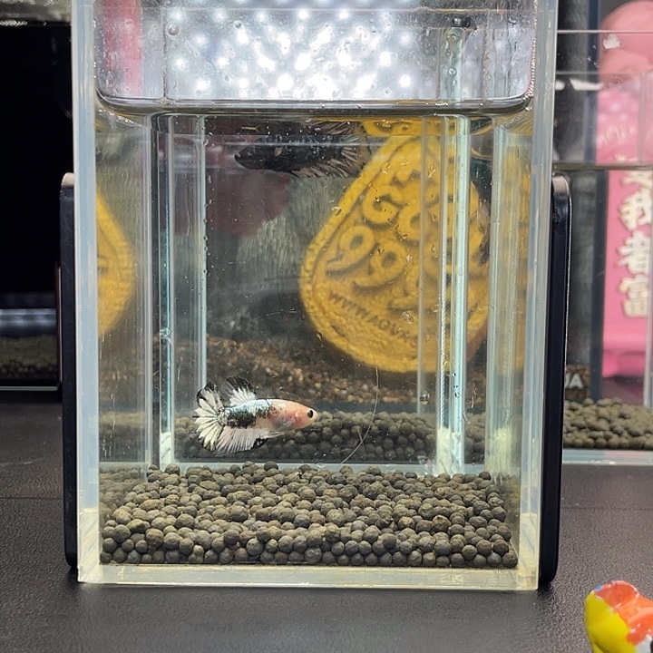 斗鱼23号924早星尾