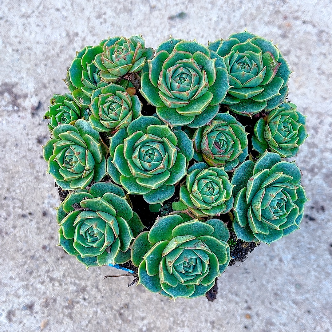 满15包邮（圆叶罗西玛）多肉植物 吸甲醛 防辐射 净化空气 不包整散