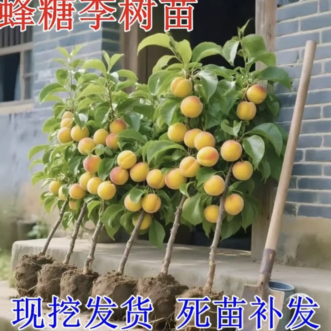 嫁接蜂糖李子树苗甜入蜜南北方可种好栽好种好养活