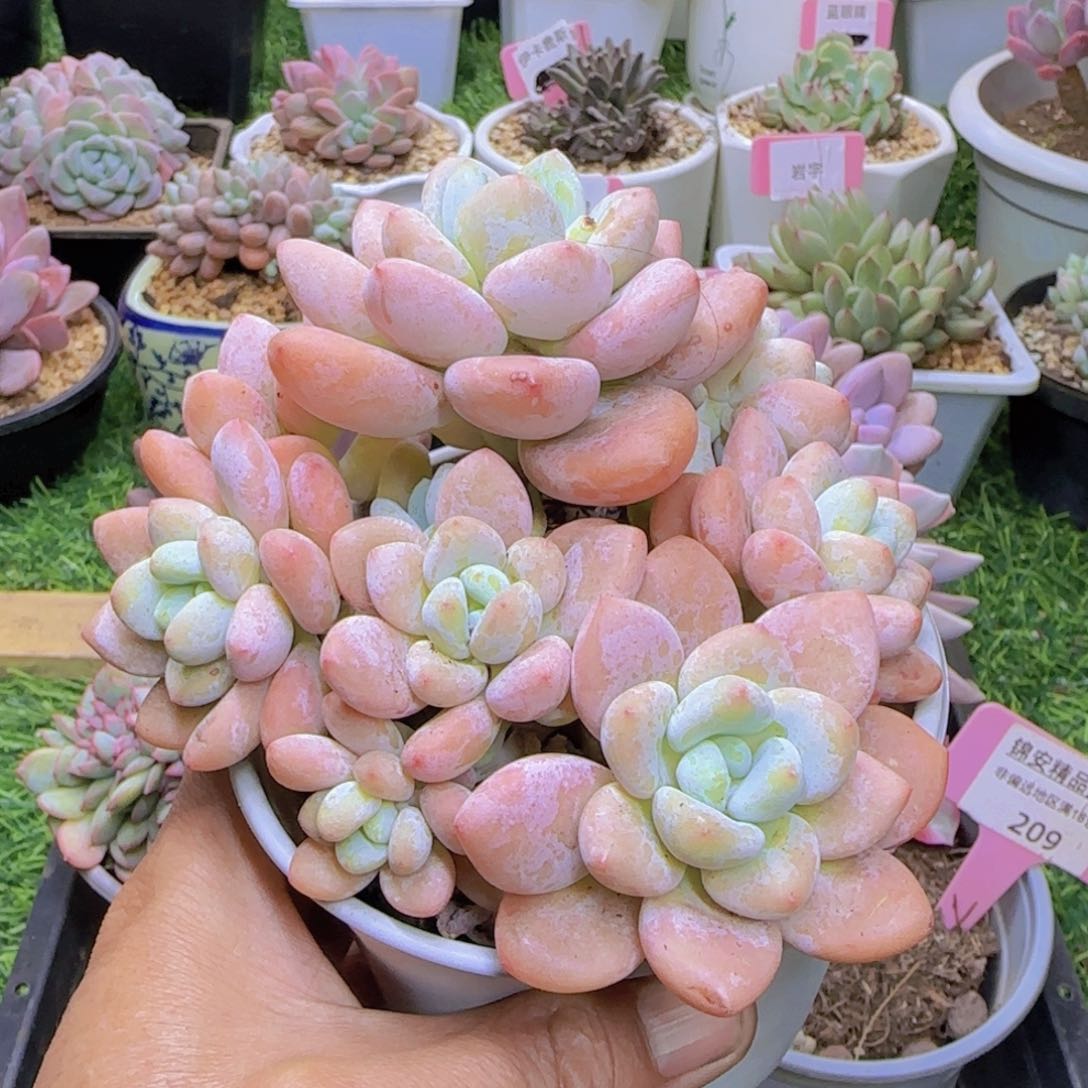 锦安精品多肉植物213