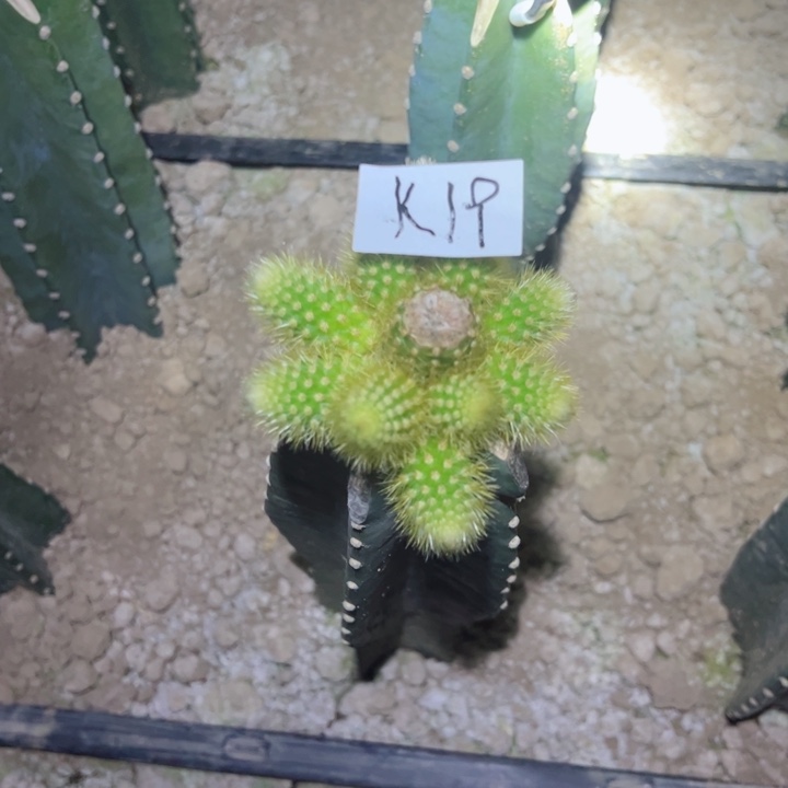 K19量天尺嫁接莫拉210