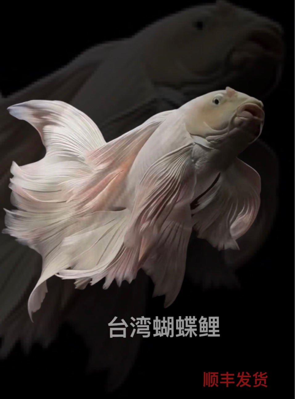 直播间选鱼白色精品蝴蝶鲤改价普身蝴蝶鲤链接