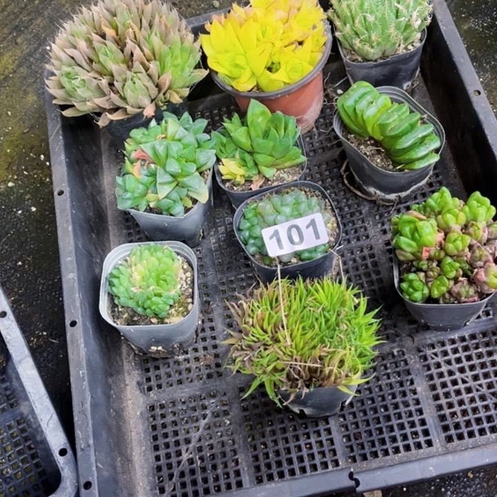 101雨露一物一图如图