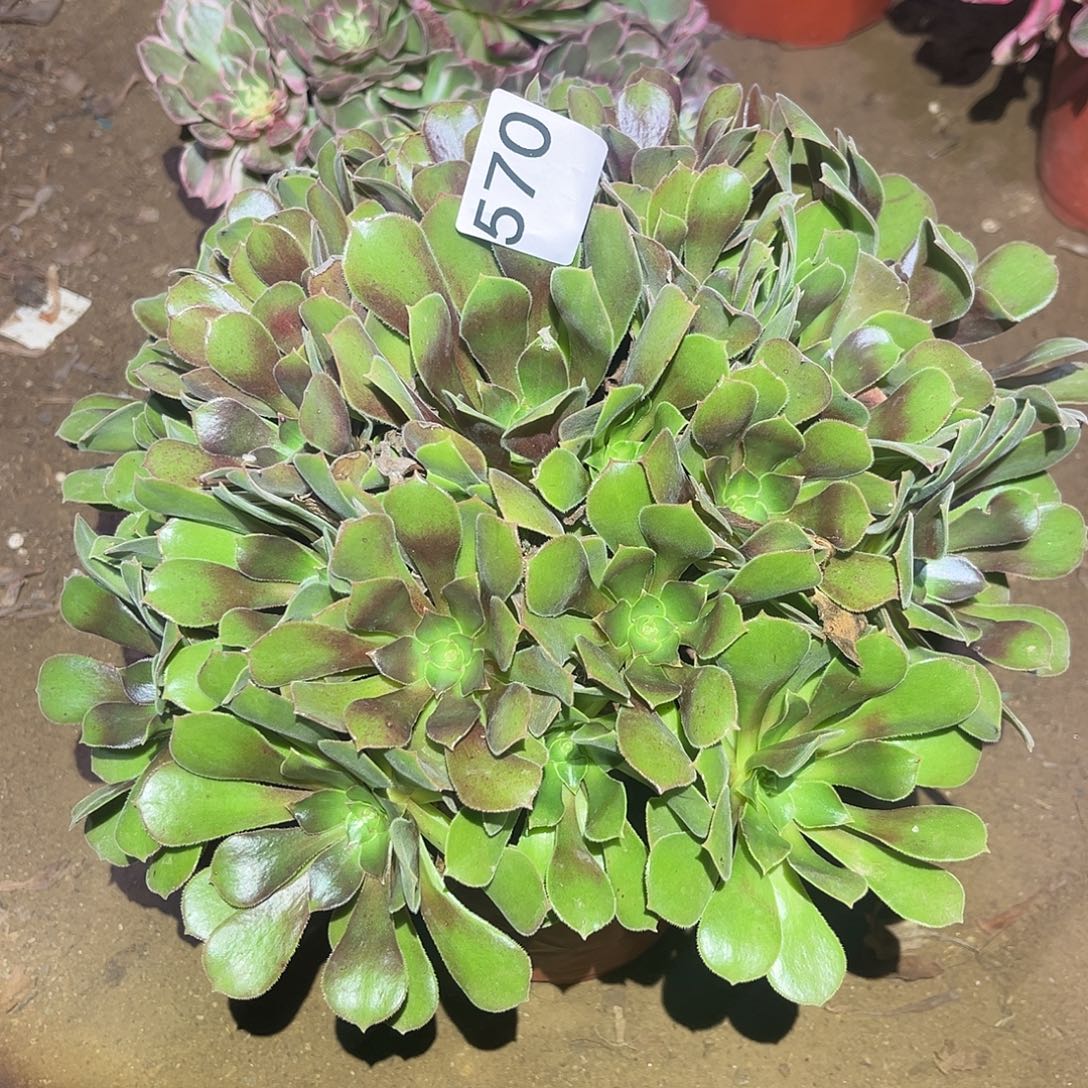 少休七彩多肉法师570