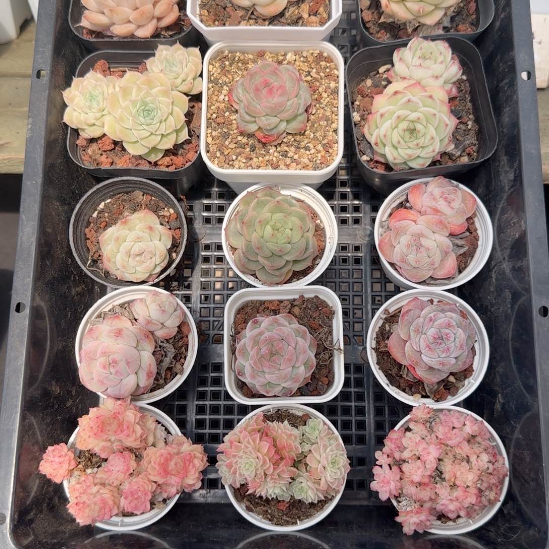 框拍框拍0218-123