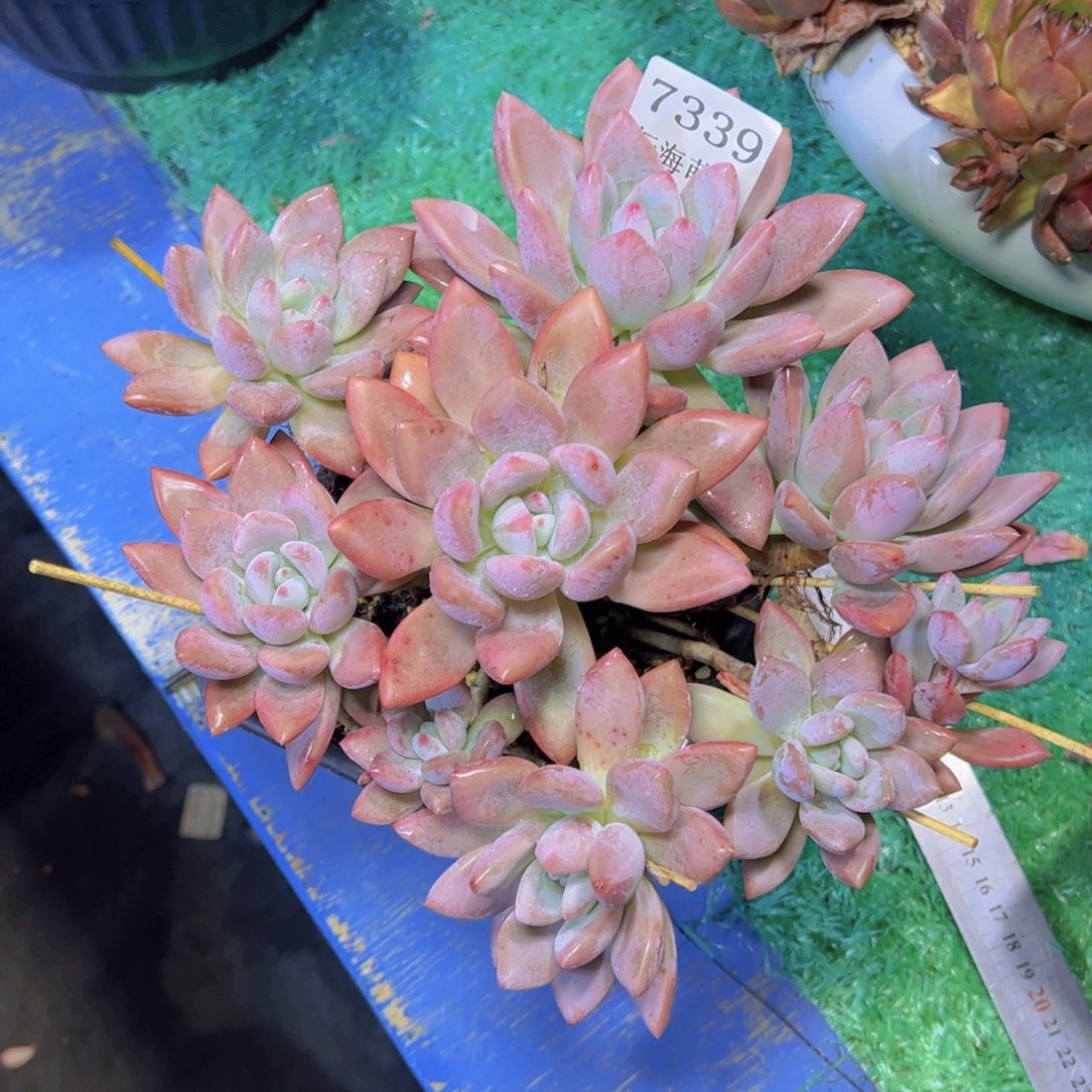 执****奥普琳娜7339多肉植物