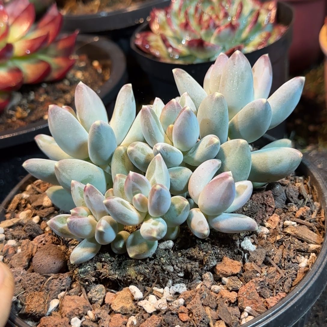 京美人一物一拍包装收缩花旱