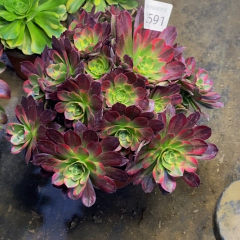 安娜多肉植物2591