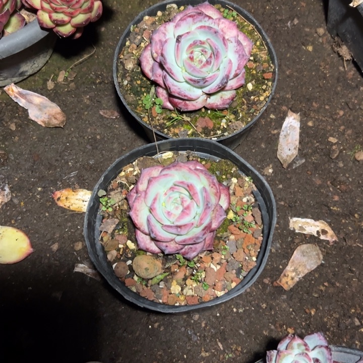 莉***莉精品多肉植物老桩