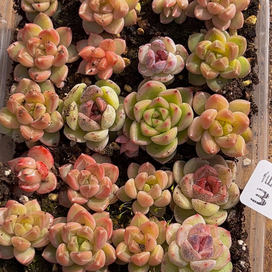 313多肉葡萄领导人的接见