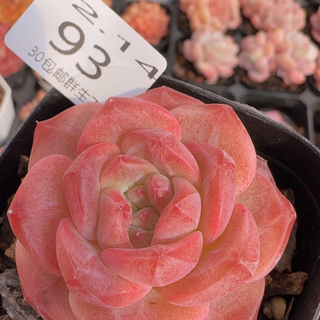 天使珍妮单头一颗脱土