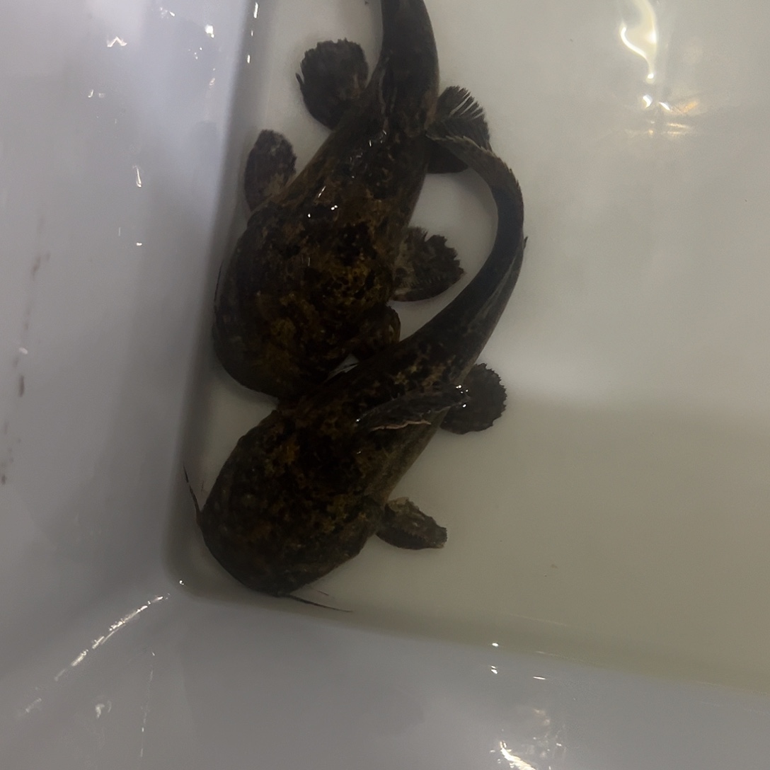 海水鱼麻花阔嘴鲸