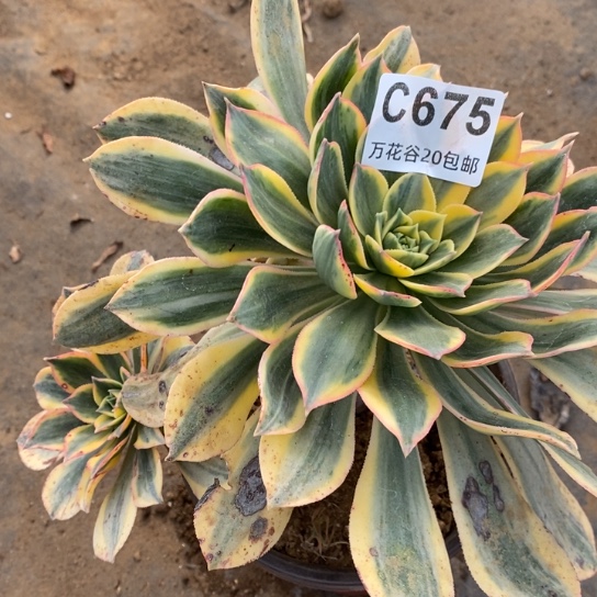 675灿烂多肉植物