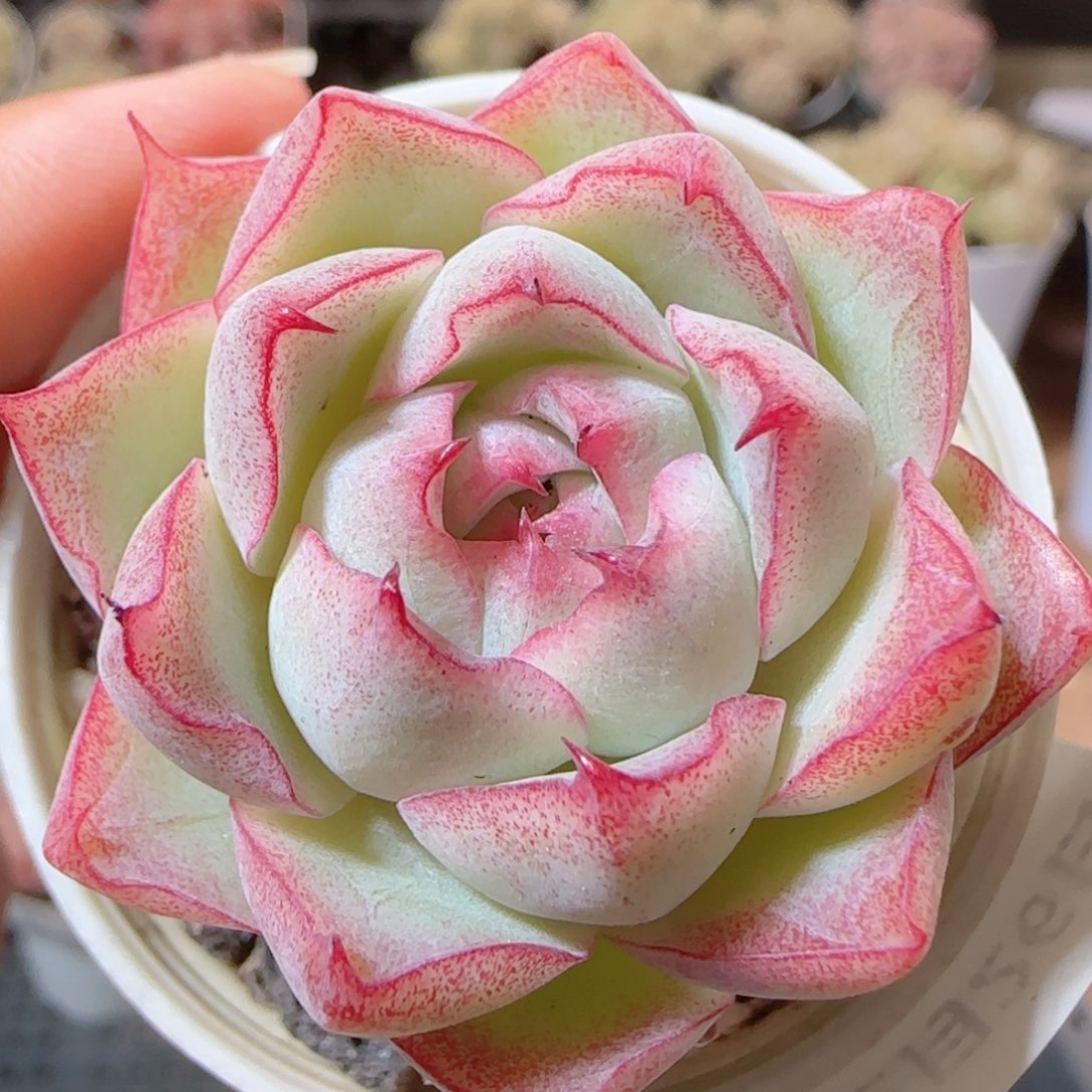 花语多肉1226-88女王