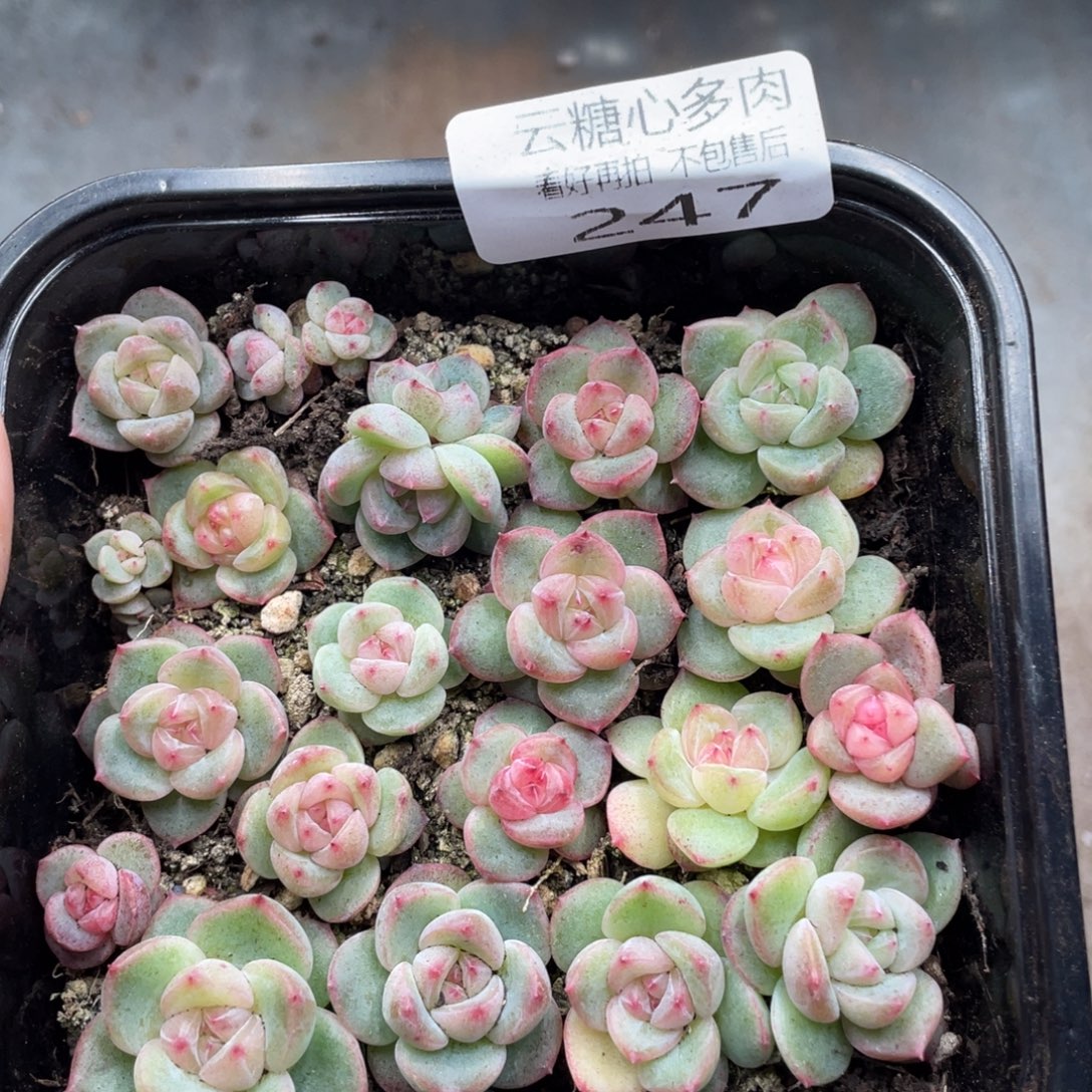 云糖心多肉植物247