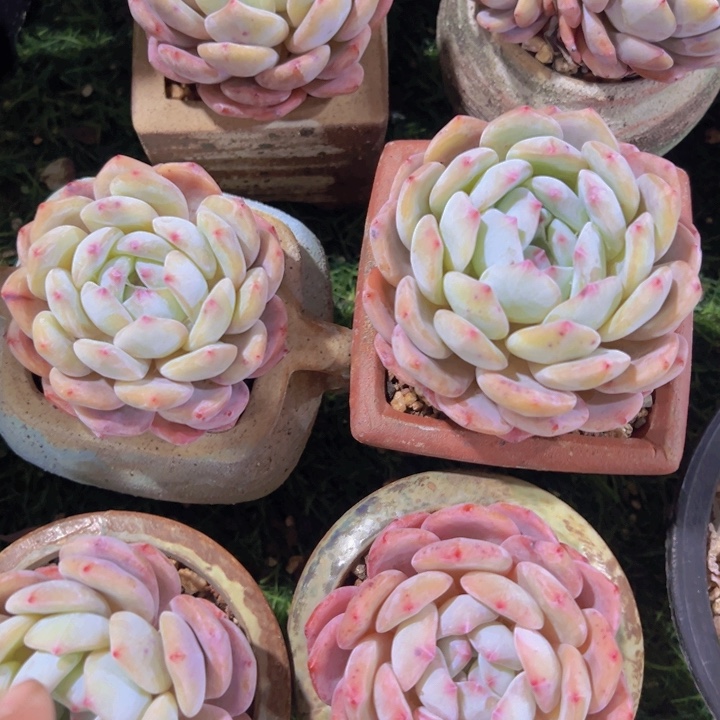 健健康康平平安安