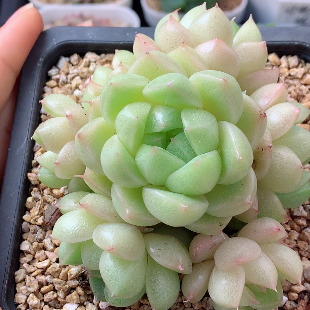 130麦秆群58包邮  群生不包整 