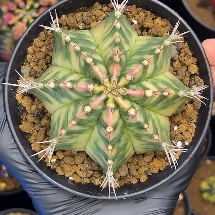 绿野仙踪 实生 一物一拍