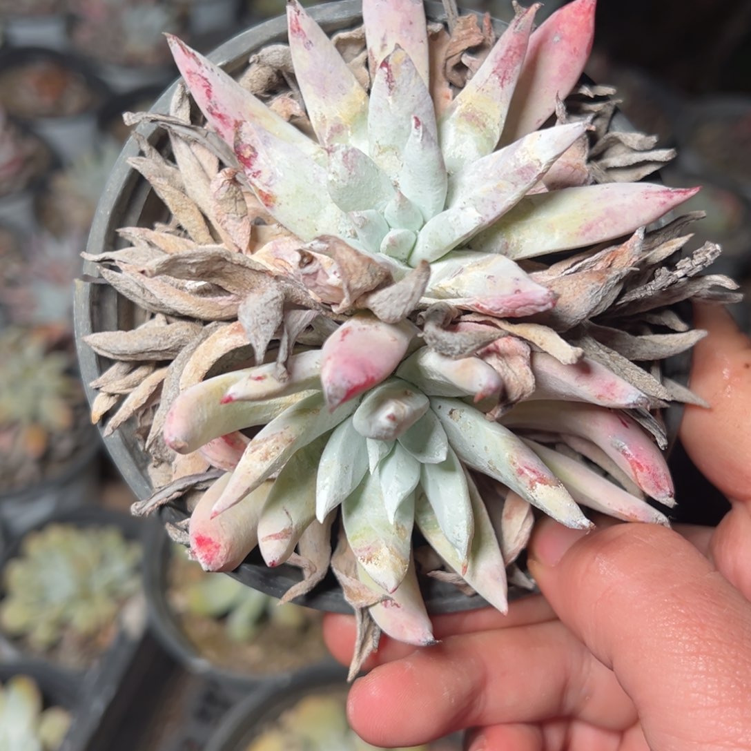 539哈哈哈哈哈哈哈哈