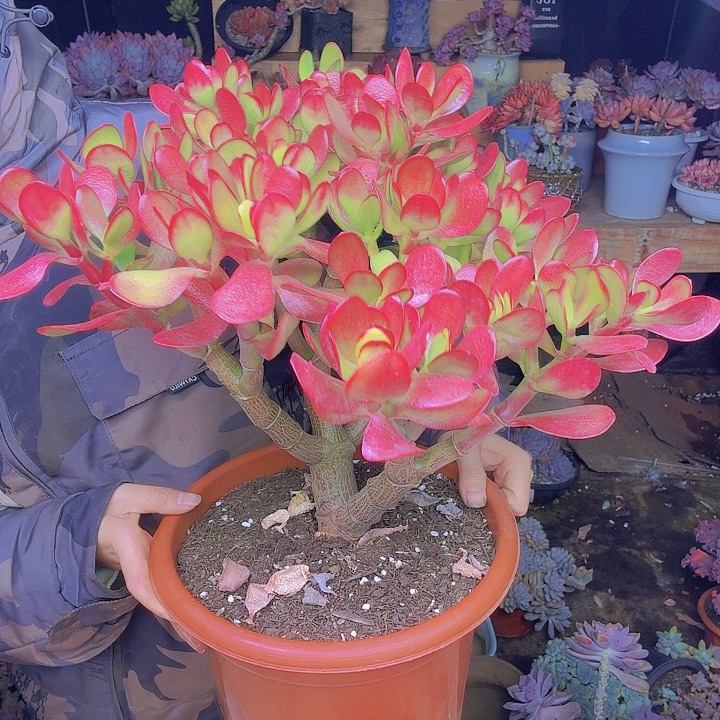 庆***智大玉树多肉植物一物一拍