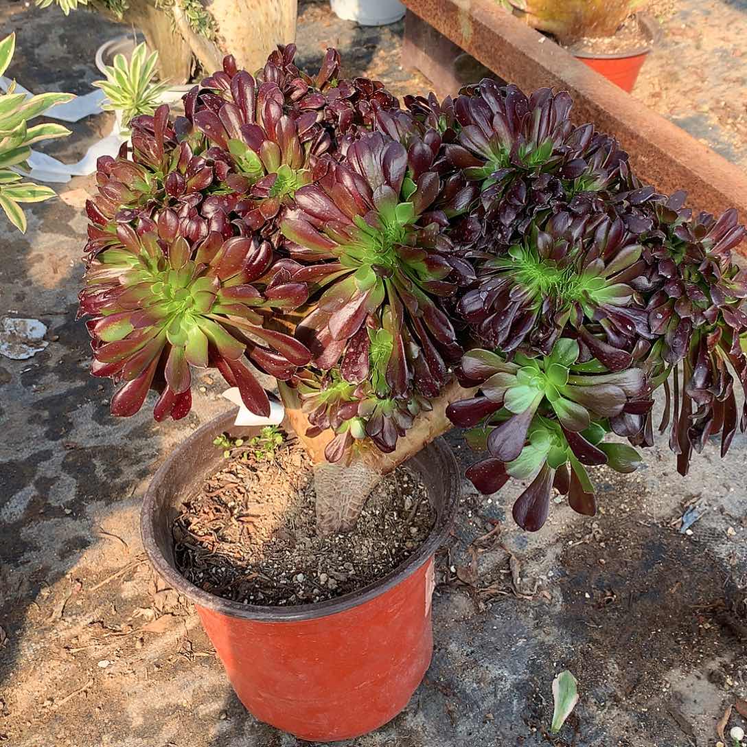 欧紫缀化缀化的一