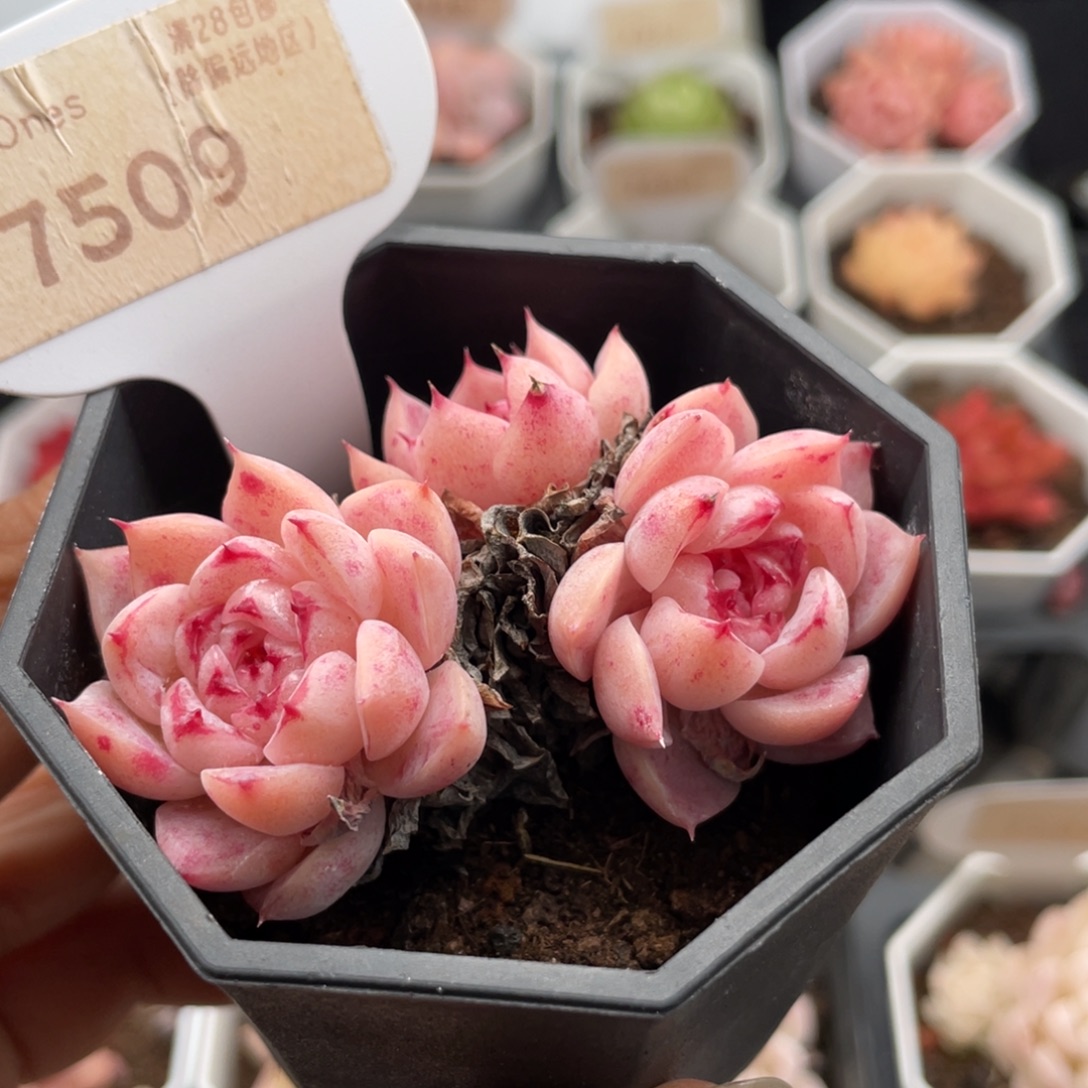 天鹅绒7509-6.0厘米