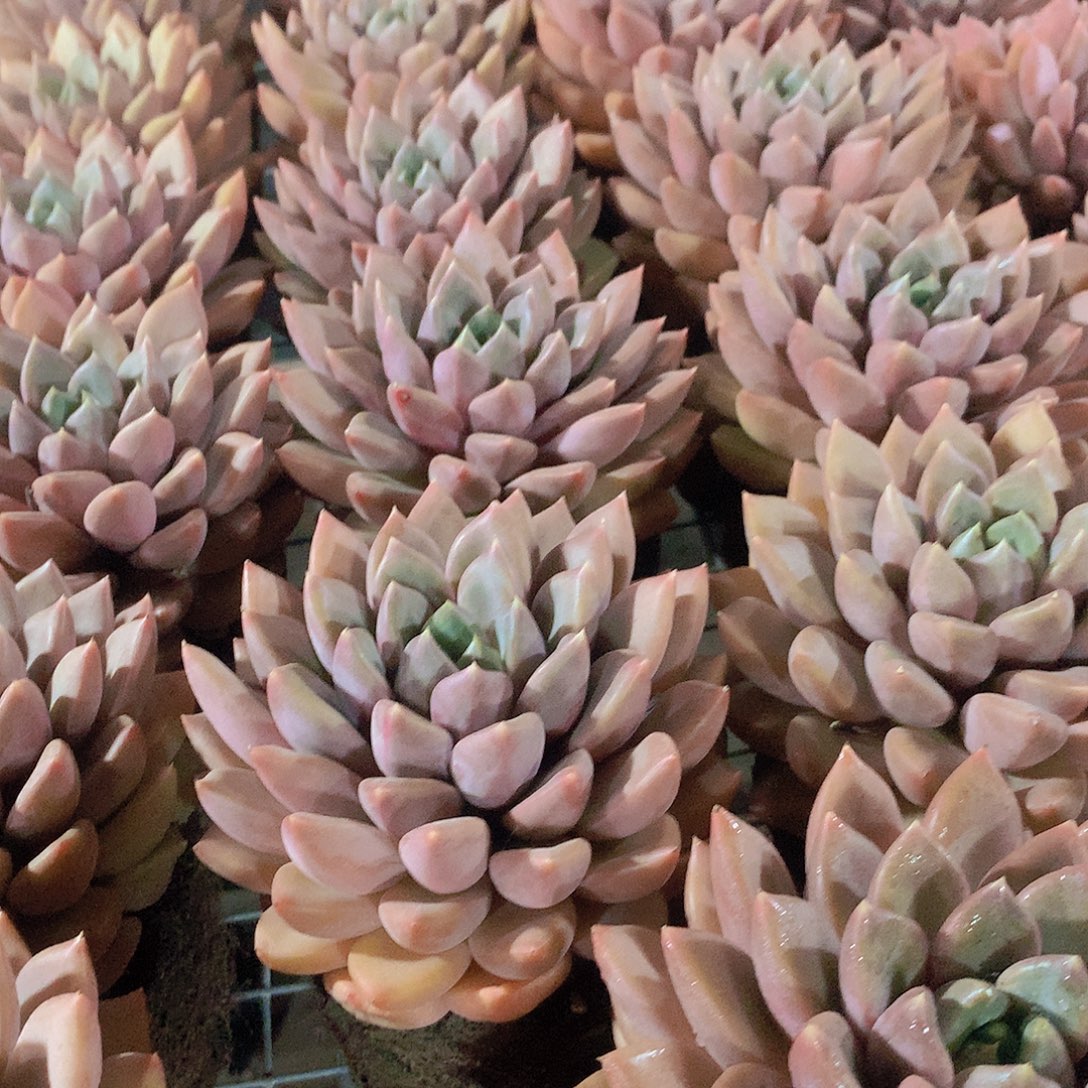 单头红象牙456778999909