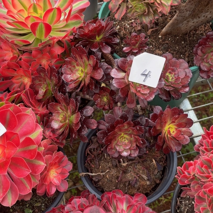 云南美姬好看4h000