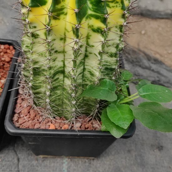 愉***王彩草锦带盆发货，，，