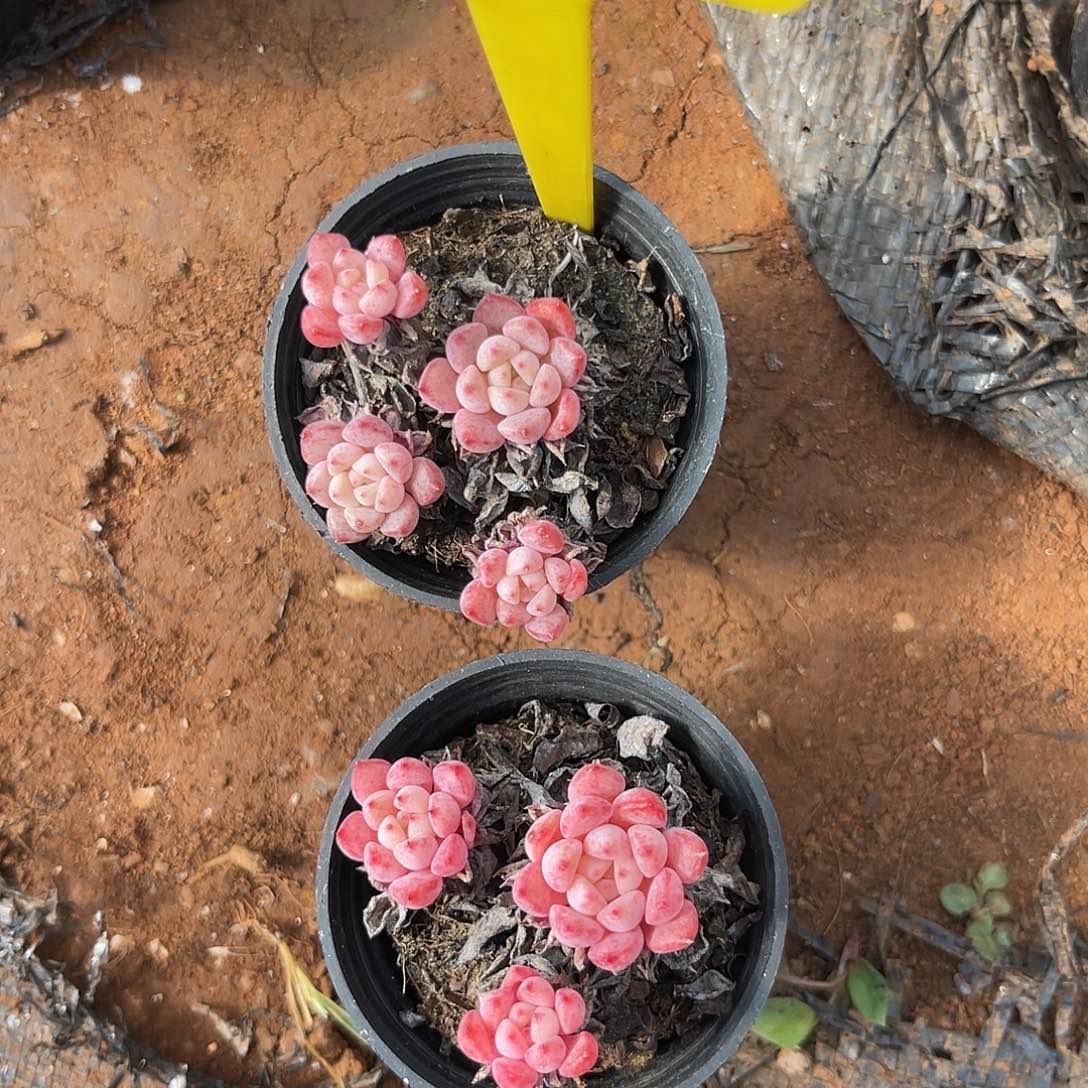 云尘多肉一物一拍 660,