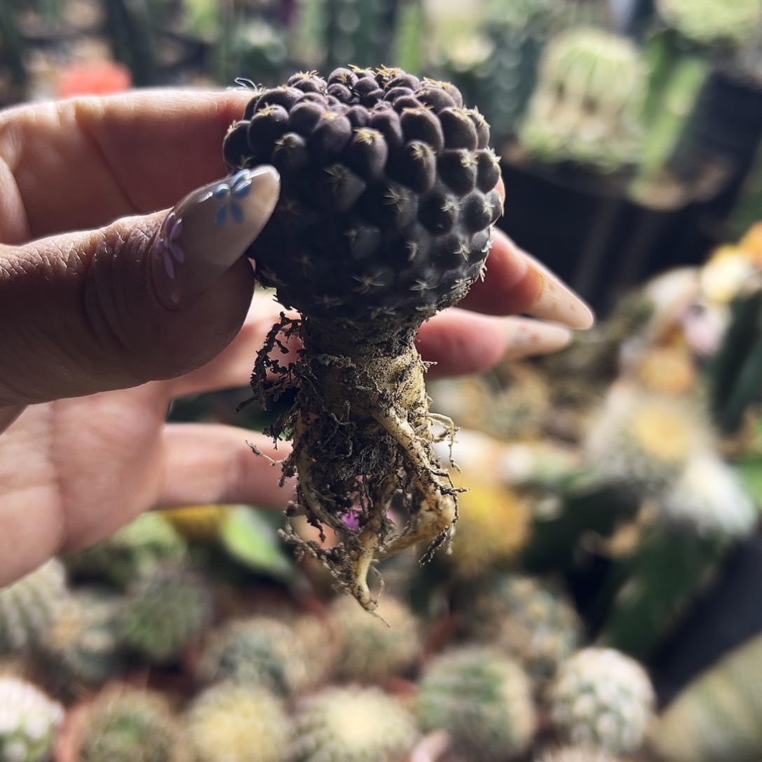 豹头实生仙人球11111111