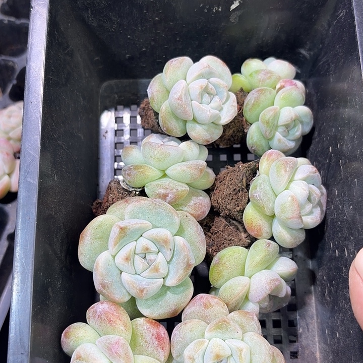 吉***虎22 号到手1框一物一拍